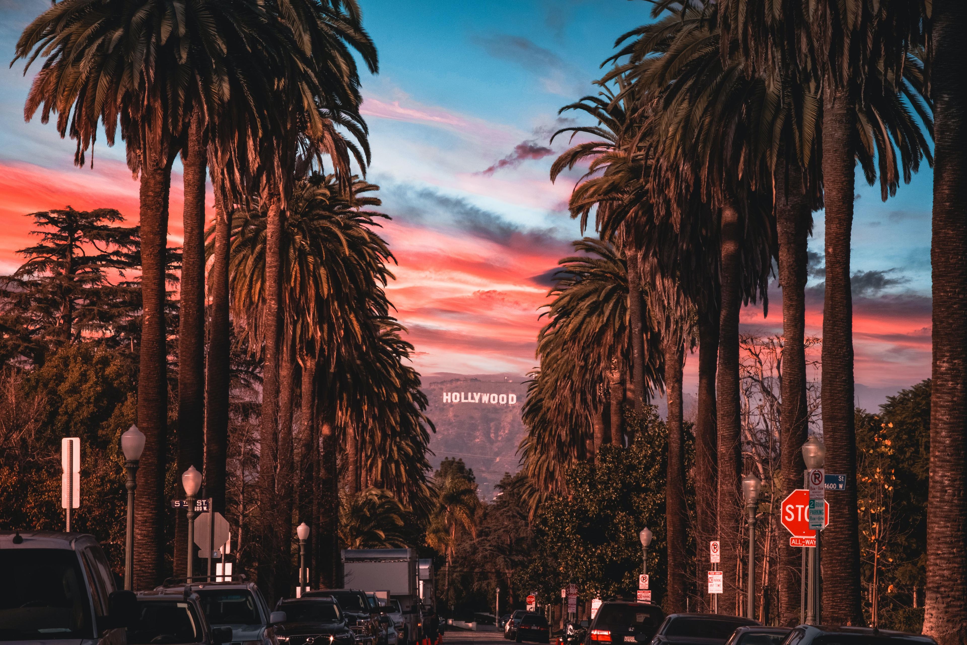 Palm trees in Los Angeles